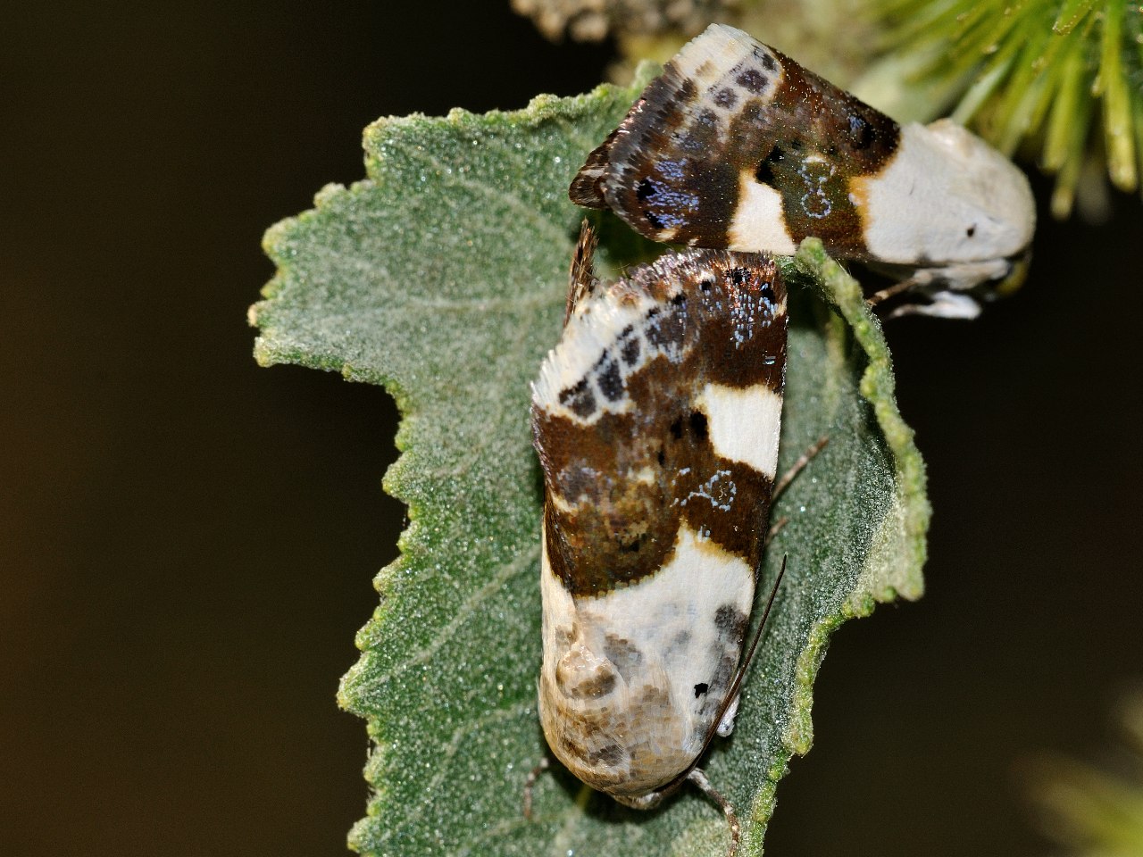 ID falena